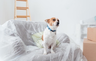 how to care pets during home remodeling