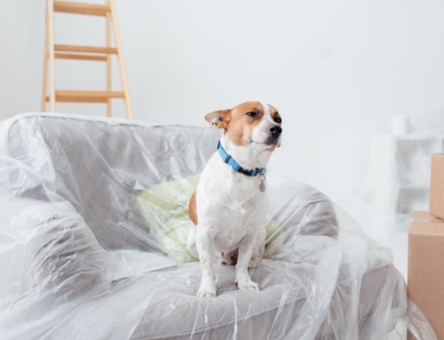 How to Care for Your Pets During Home Remodeling?