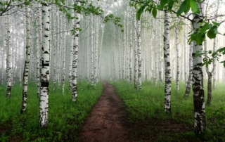 birch kitchen cabinets