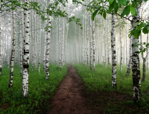 Are Birch Kitchen Cabinets a Good Choice?